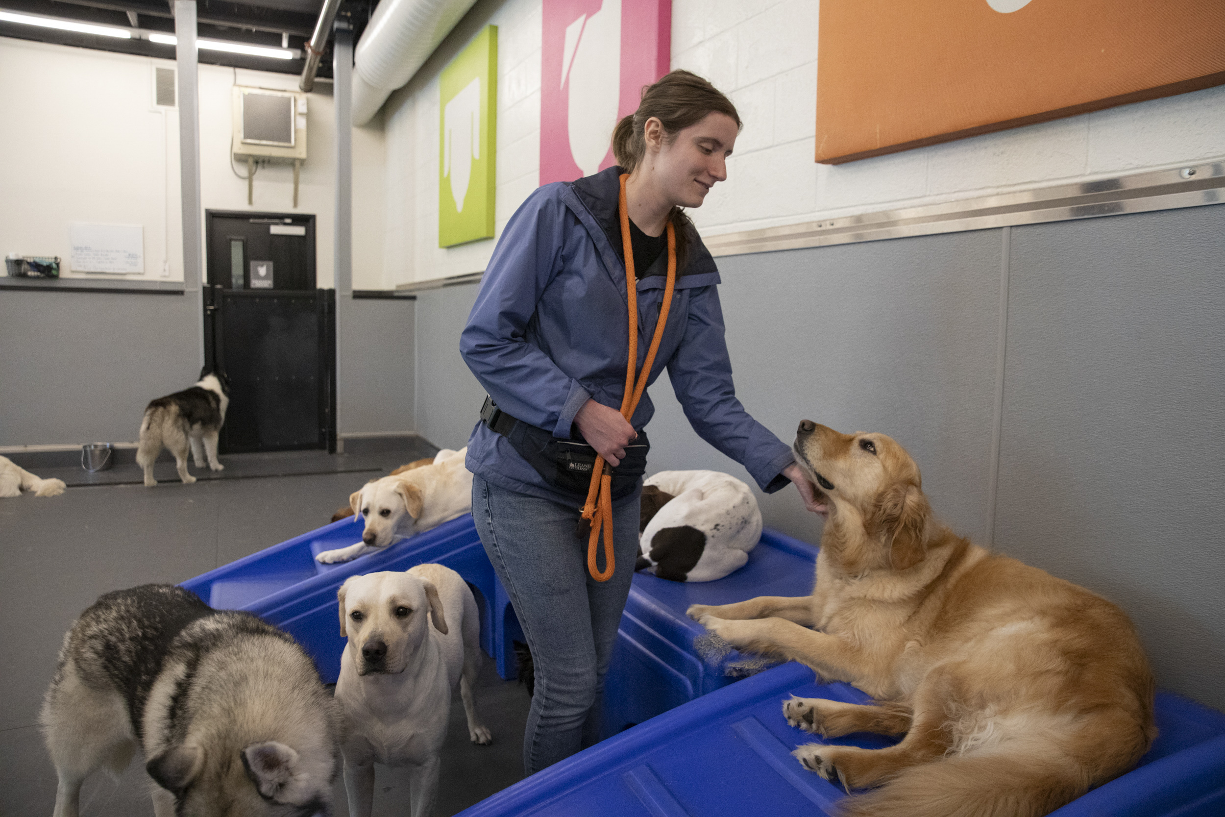 Kaley Wilcox surrounded by dogs at a doggie daycare center